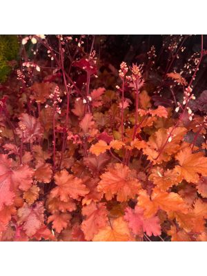 Coral Bells Peach Crisp