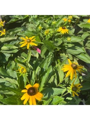 Black-Eyed Susan Little Suzy