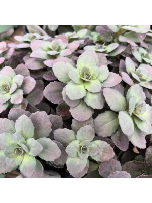 Sedum Dazzleberry