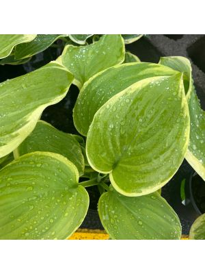 Hosta Fragrant Bouquet
