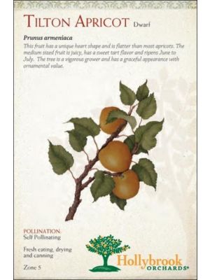 Apricot Tilton Dwarf