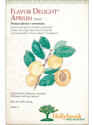 Aprium® Flavor Delight Dwarf (Apricot-Plum Hybrid)