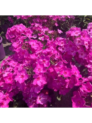 Phlox Candy Store Grape Lollipop