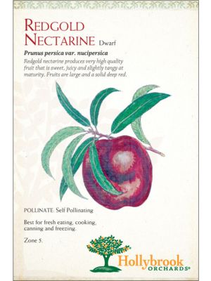 Nectarine Redgold Dwarf