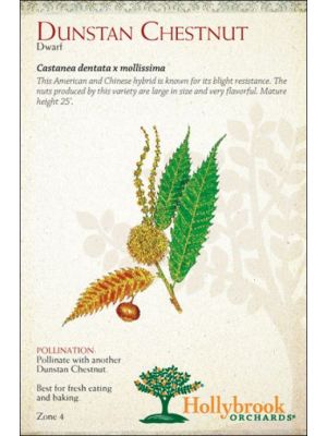 Nut Dunstan Chestnut