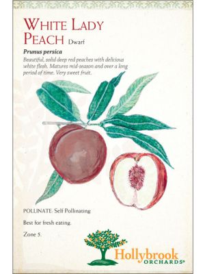 Peach White Lady Dwarf