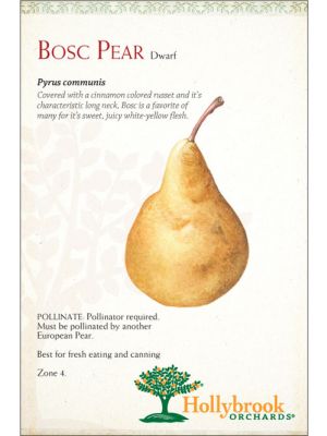 Pear Golden Russett Bosc European Dwarf