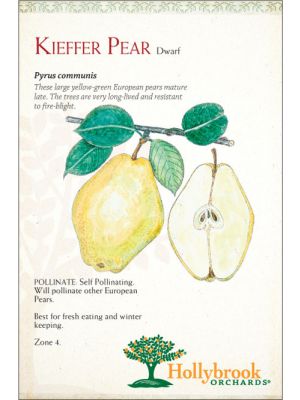 Pear Kieffer European Dwarf