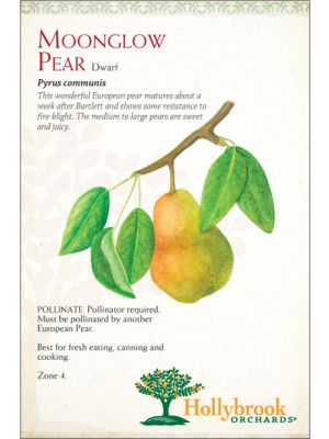 Pear Moonglow European Dwarf