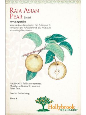 Pear Red Anjou European Dwarf