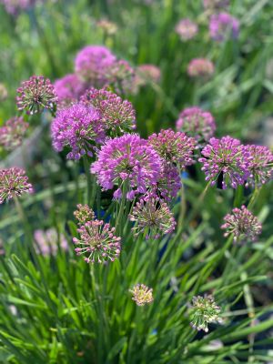 Ornamental Onion Medusa