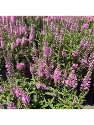 Veronica Giles Van Hees