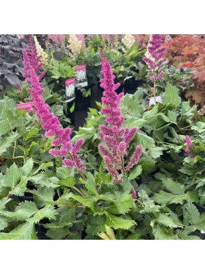 Astilbe Visions in Red