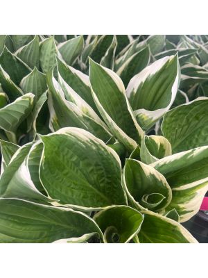 Hosta Francee