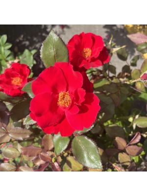 Rose Shrub Miracle on the Hudson