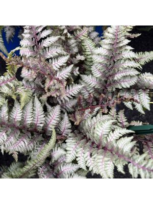 Fern Regal Red