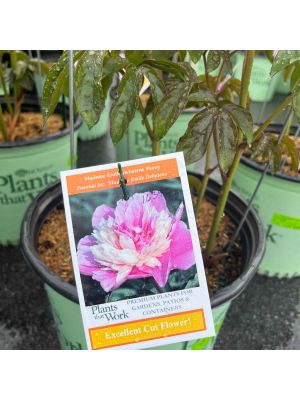 Peony Madame Emile Debatene
