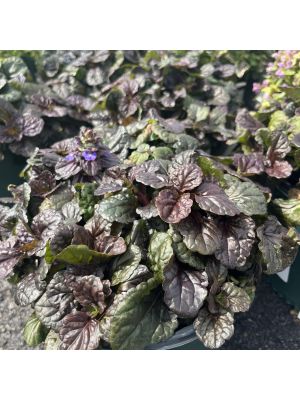 Ajuga Black Scallop