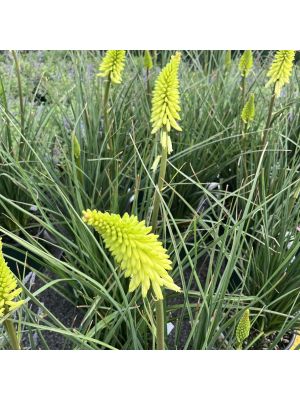 Red Hot Poker Pineapple Popsicle