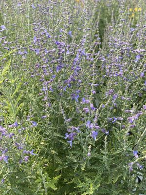 Russian Sage Denim N' Lace