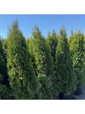 Arborvitae Emerald Green