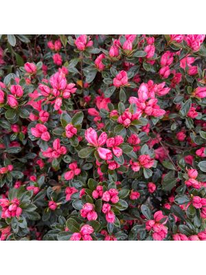 Azalea Blaauw's Pink