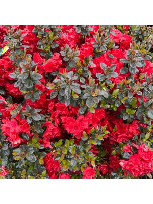 Azalea Stewartstonian