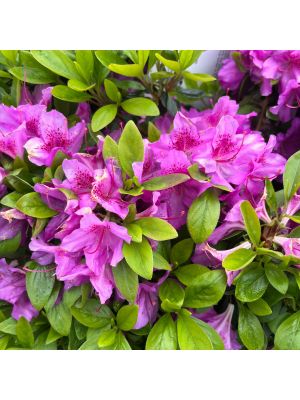 Azalea Purple Splendor