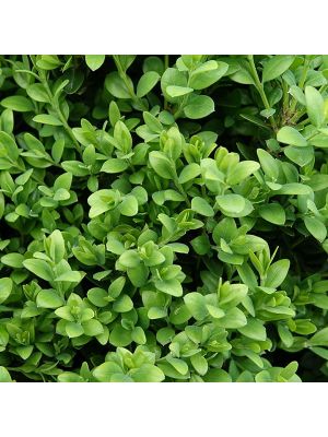 Boxwood Green Mound