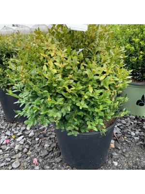Boxwood Green Velvet