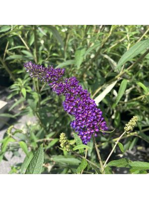 Butterfly Bush Black Knight