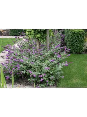 Butterfly Bush Lo & Behold Blue Chip