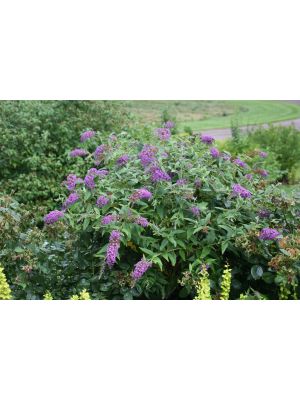 Butterfly Bush Lo & Behold Purple Haze