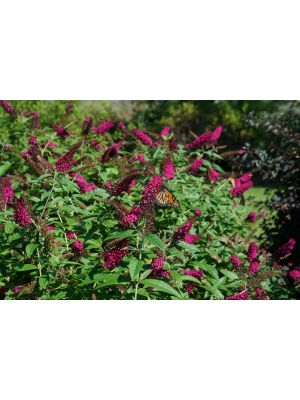 Butterfly Bush Miss Molly