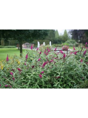 Butterfly Bush Miss Ruby