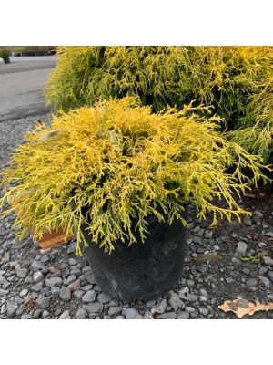 Cypress Gold Mop