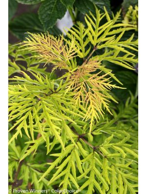 Elderberry Lemon Lace