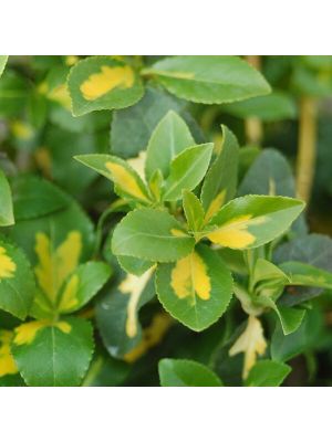 Euonymus Moonshadow