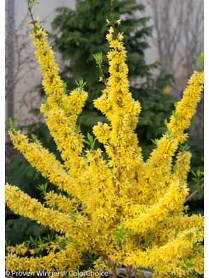Forsythia Show Off