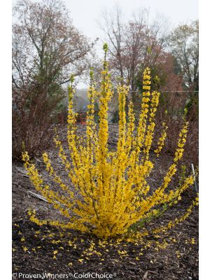 Forsythia Show Off Starlet