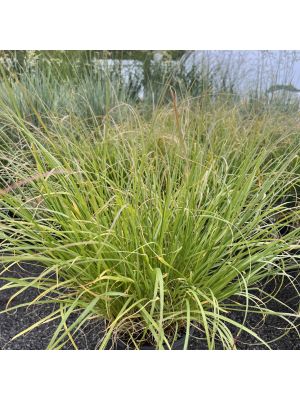Fountain Grass Dwarf Hameln