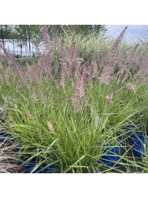 Fountain Grass Karley Rose