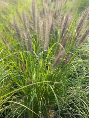 Fountain Grass Red Head