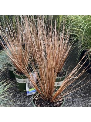 Grass Fox Red Curly Sedge