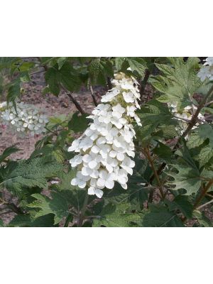 Hydrangea Alice Oakleaf