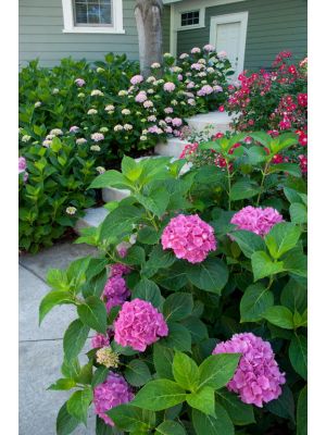 Hydrangea Let's Dance Moonlight