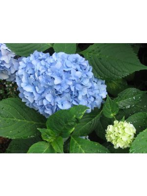 Hydrangea Nantucket Blue