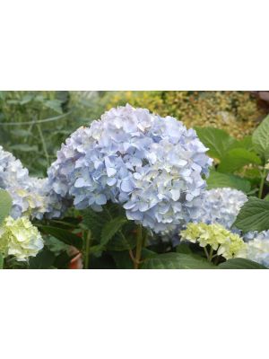 Hydrangea Nikko Blue