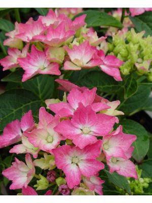 Hydrangea Pia