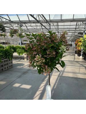 Hydrangea Quick Fire Tree